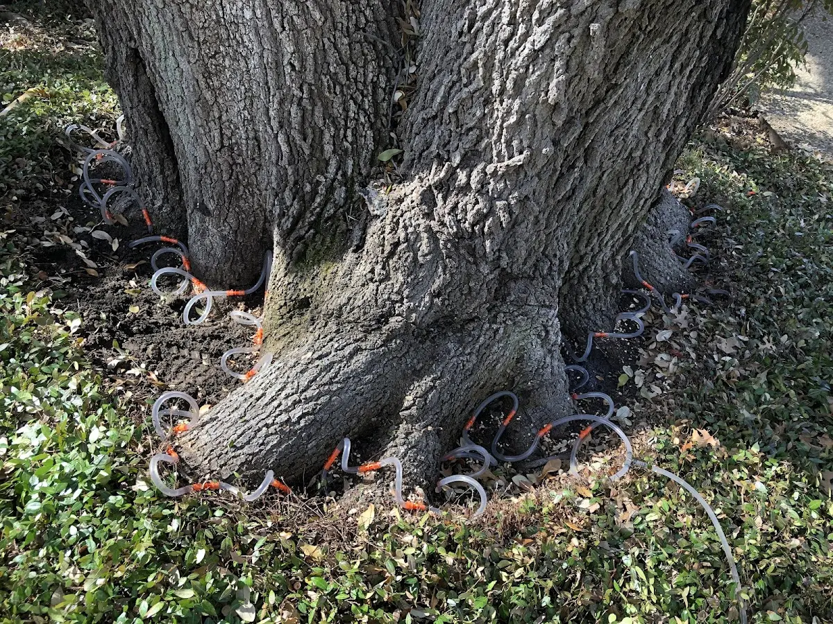 Detailed Tree Cabling and Bracing job site in Saint James