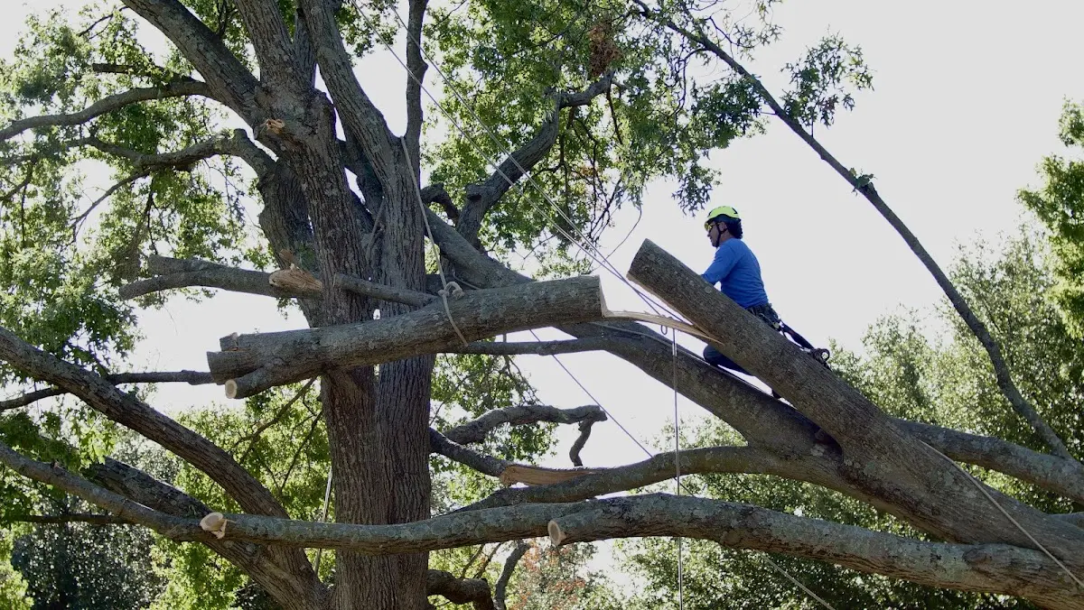 Professional Crown Thinning performed by certified arborists in Saint James